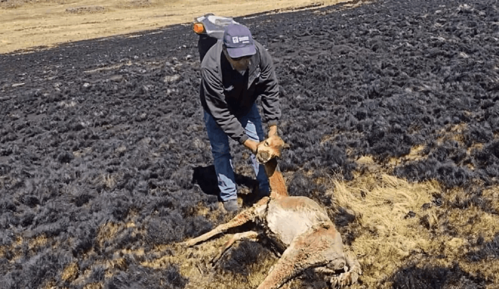 Incendio forestal en Huacullani deja más de 50 alpacas