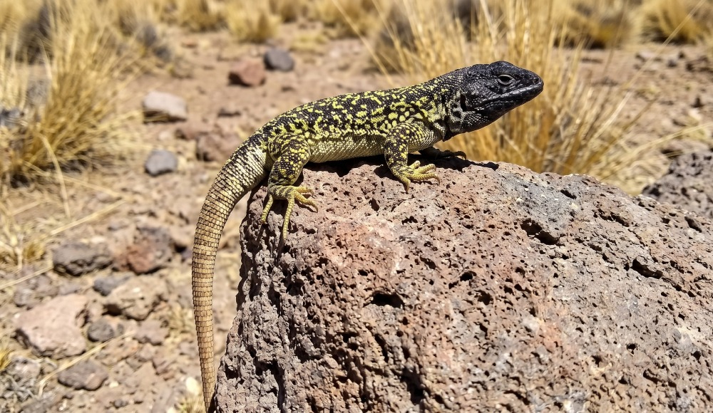Descubren nueva especie de lagartija en los Andes de Arequipa.