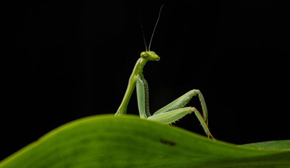 "Sexy Mantis": Fotografía peruana tomada en Cusco destaca entre los finalistas de los Nikon Comedy Wildlife Awards 2026