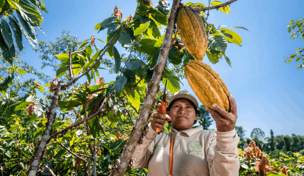 INIA impulsa técnicas orgánicas para mejorar el cacao en Loreto