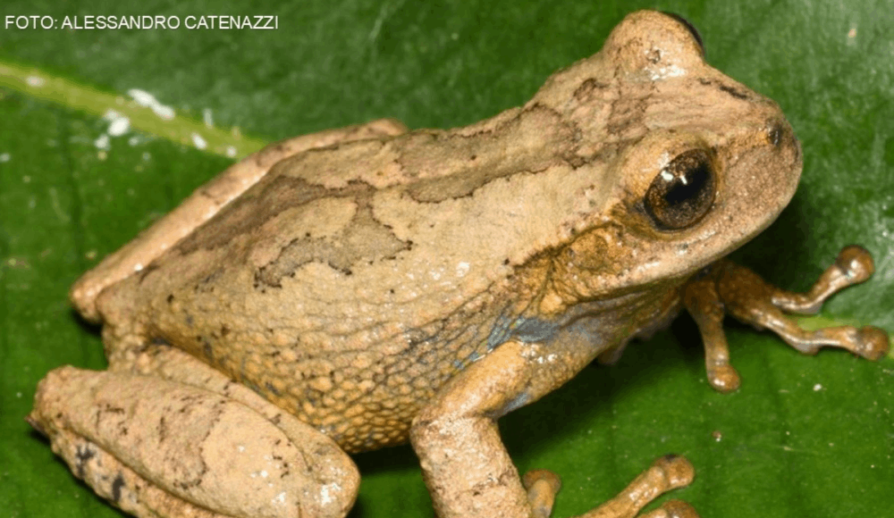 Descubren nueva especie de rana marsupial en Huancavelica