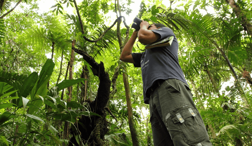 Aves y regeneración forestal: estudio revela su rol en bosques