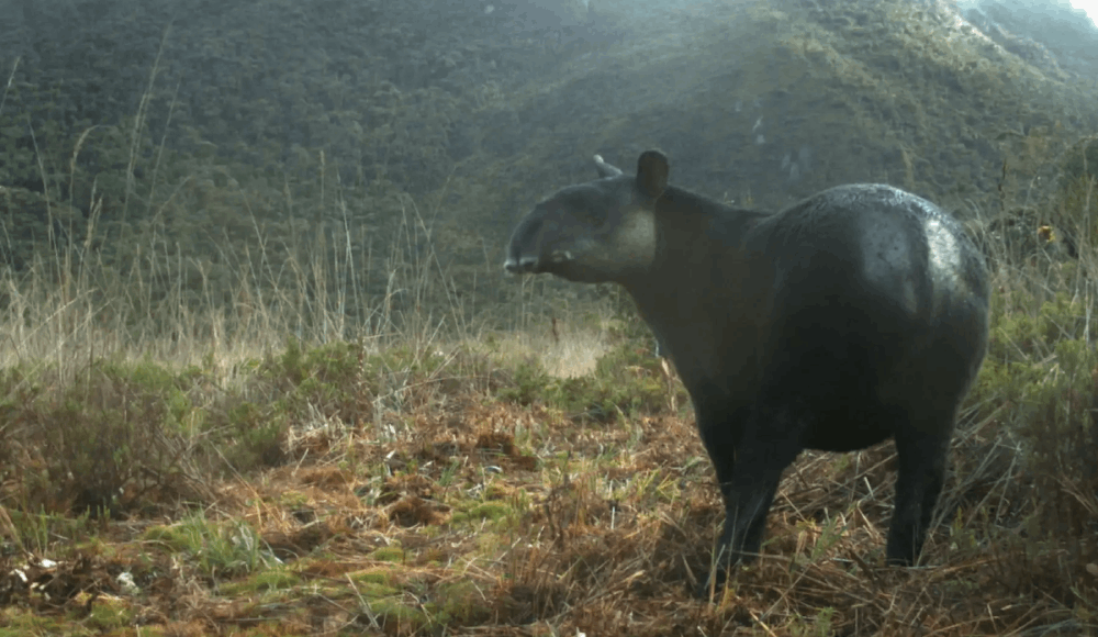 Tapir andino: destinan más de S/ 11 millones para su recuperación