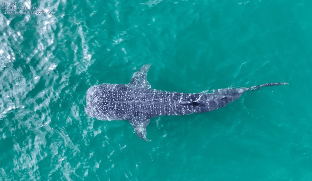Tiburón ballena de seis metros sorprende frente a Los Órganos