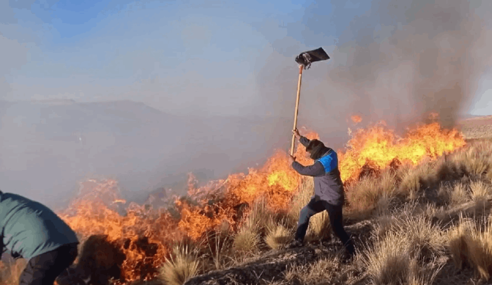 Espinar: incendios forestales arrasan pastizales y matan animales