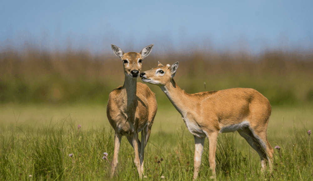 Fauna silvestre: poblaciones de vertebrados caen 73% desde 1970