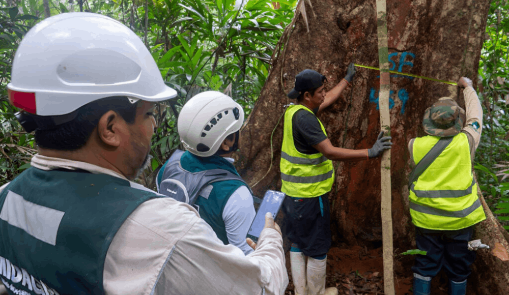 SERFOR impulsa financiamiento forestal por más de S/92 millones