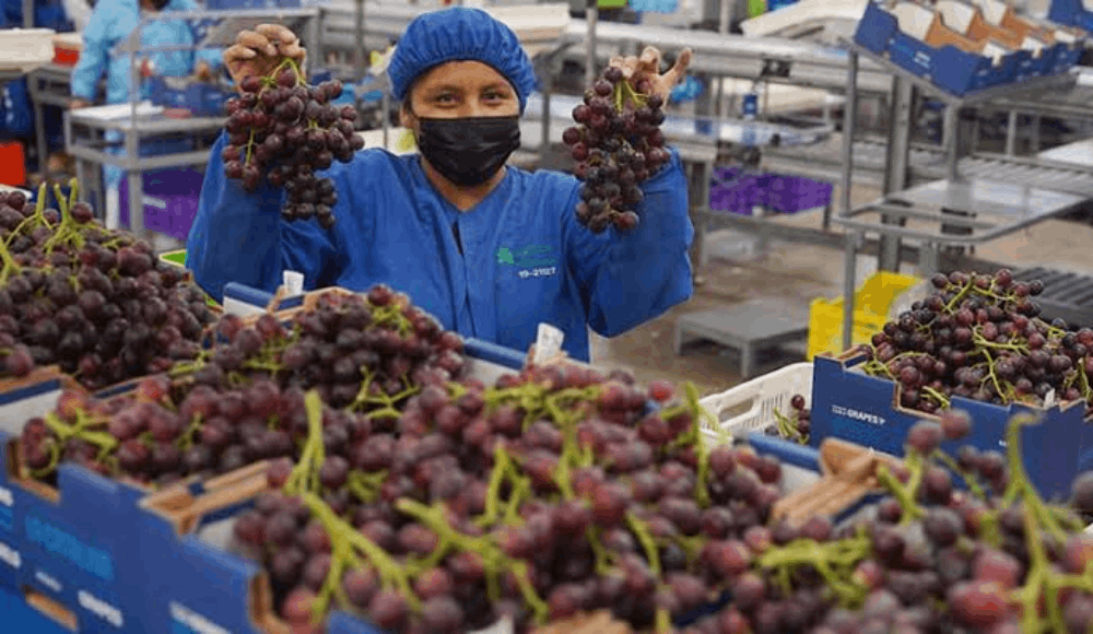 Exportación de uva: Perú lidera producción y envíos mundiales