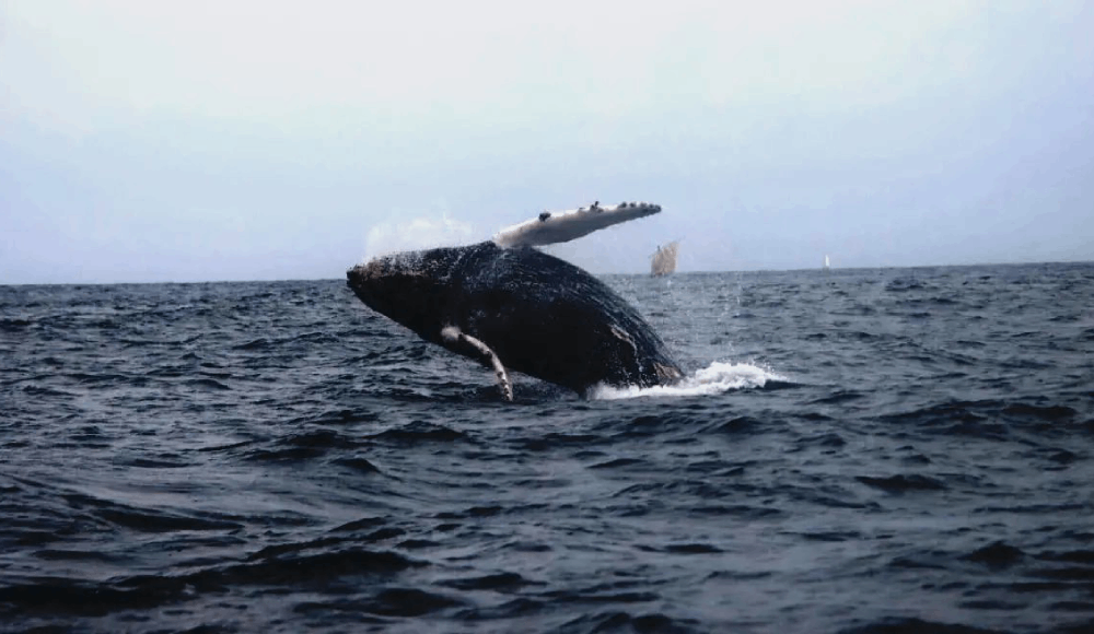 La odisea de Tuta: La ballena jorobada que recorrió 11 mil kilómetros y reveló la ruta migratoria completa desde el mar peruano