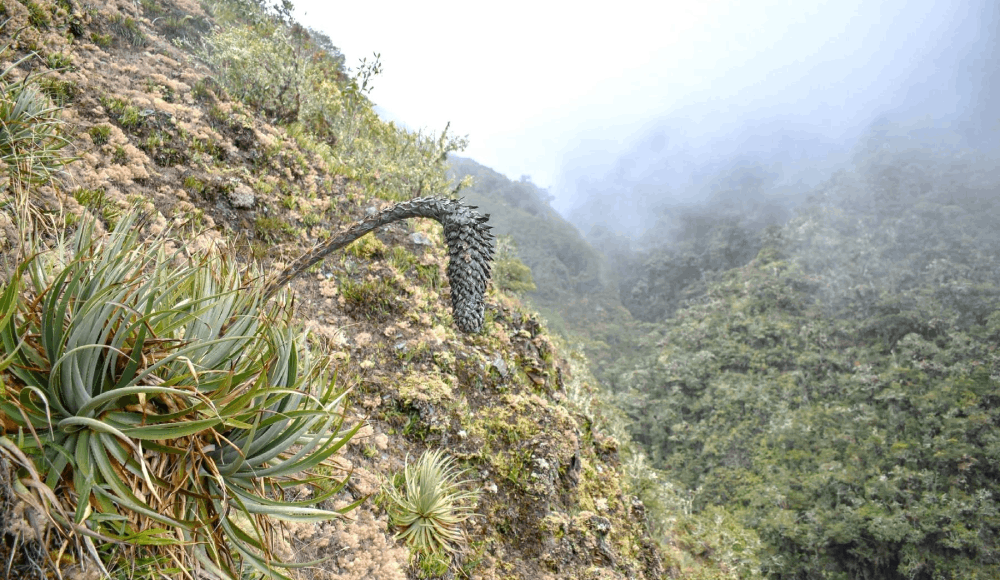 Puya ukumari: descubren en el Manu nueva planta andina