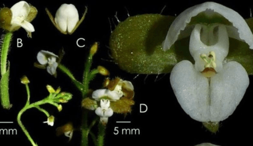 Nueva orquídea es descubierta en Parque Nacional Yanachaga Chemillén