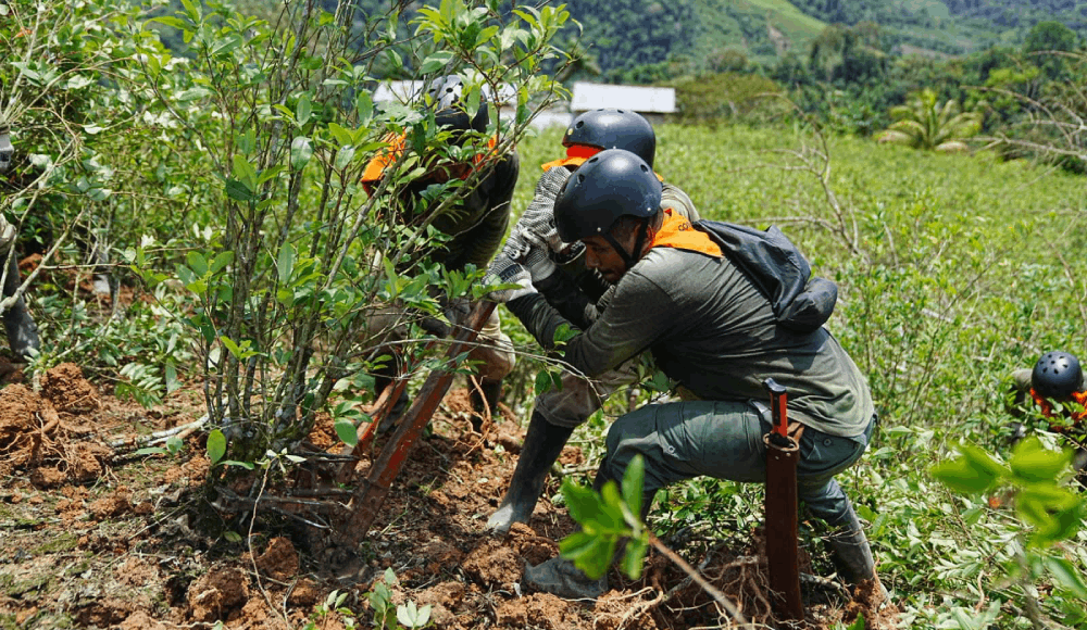 Mininter erradica cultivos ilegales de coca y refuerza lucha antidroga