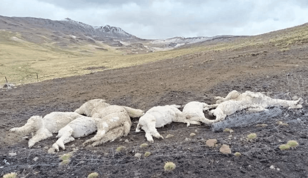 Sequía en Huánuco: muere ganado y déficit hídrico amenaza cultivos