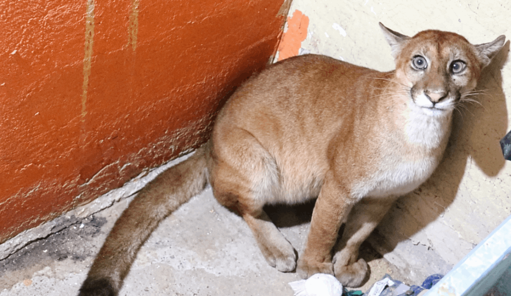 Puma juvenil rescatado en Madre de Dios fue liberado en su hábitat
