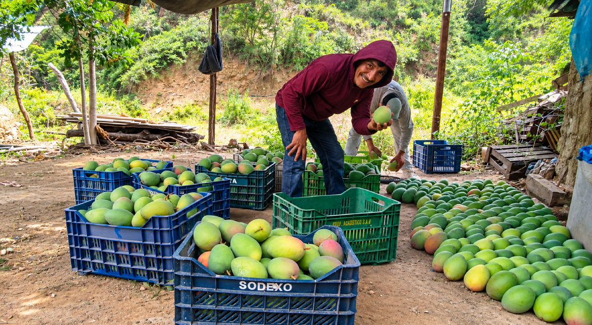 De la agricultura de subsistencia a conquistar nuevos mercados: la historia del mango de Nimpana